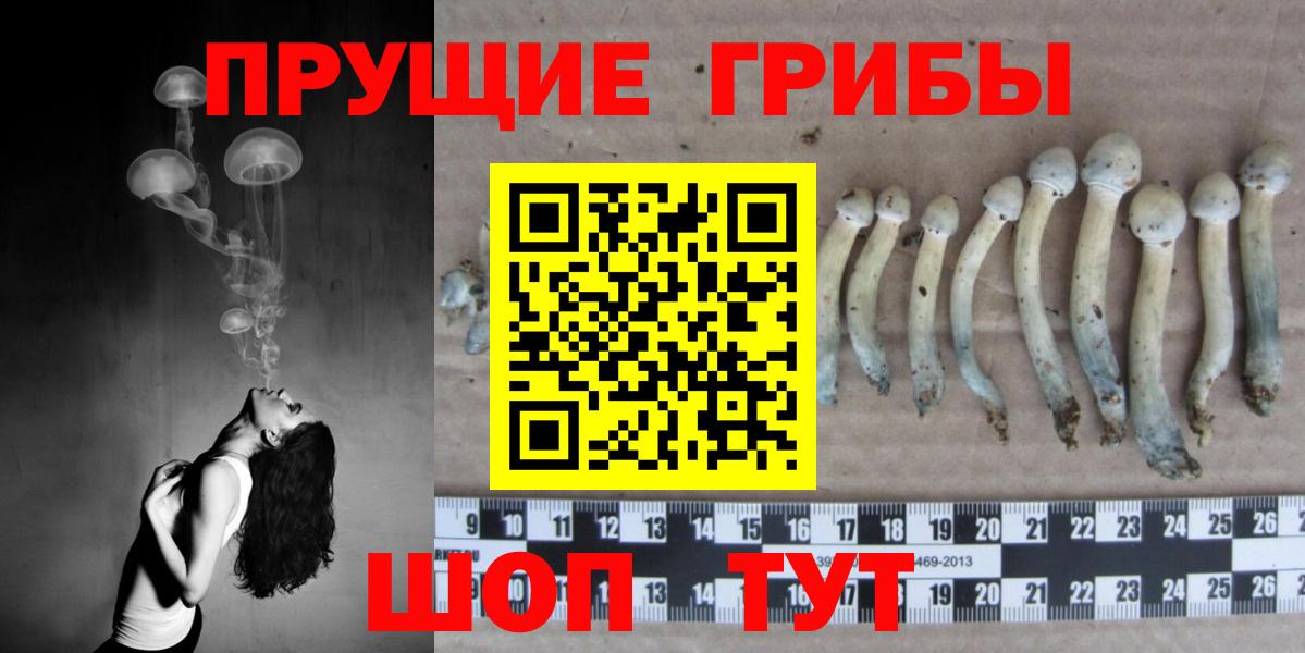 Курчалой  Псилоцибиновые грибы Psilocybine cubensis  Вход с VPN  Псилоцибиновые грибы Cubensis 